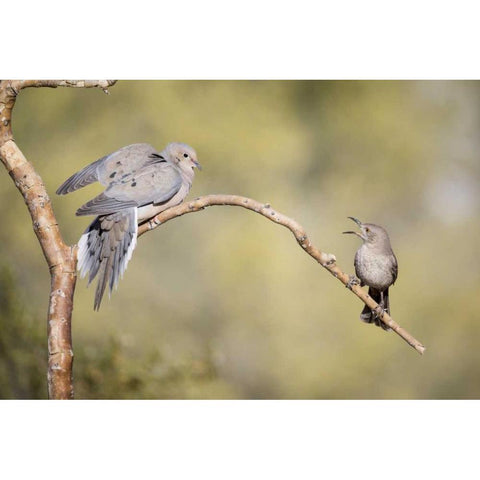 AZ, Curve-billed thrasher and mourning dove Black Modern Wood Framed Art Print by Kaveney, Wendy