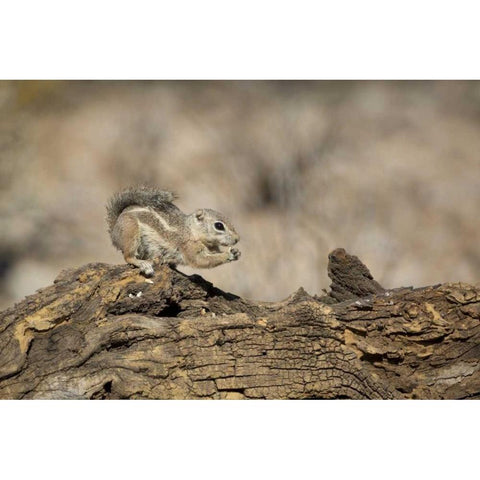 Arizona, Buckeye Harriss antelope squirrel Black Modern Wood Framed Art Print by Kaveney, Wendy