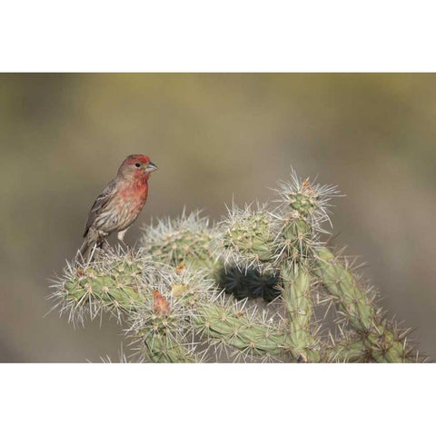 AZ, Buckeye House finch on pencil cholla cactus Black Modern Wood Framed Art Print by Kaveney, Wendy