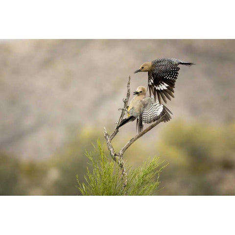 AZ, Buckeye Gila woodpeckers landing on branch Black Modern Wood Framed Art Print by Kaveney, Wendy