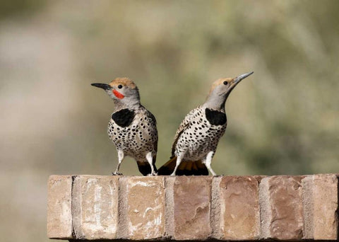 AZ, Buckeye Gilded flickers on brick wall Black Ornate Wood Framed Art Print with Double Matting by Kaveney, Wendy