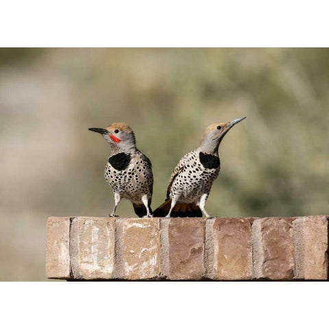 AZ, Buckeye Gilded flickers on brick wall Black Modern Wood Framed Art Print by Kaveney, Wendy