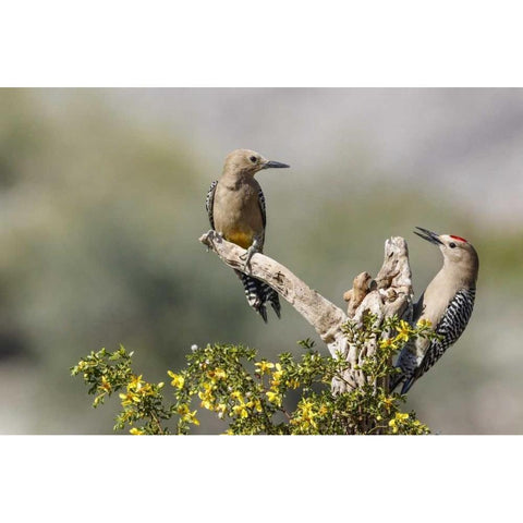 AZ, Buckeye Gila woodpeckers on cholla skeleton Black Modern Wood Framed Art Print by Kaveney, Wendy