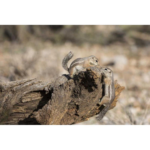 AZ, Buckeye Harriss antelope squirrels on log Black Modern Wood Framed Art Print by Kaveney, Wendy