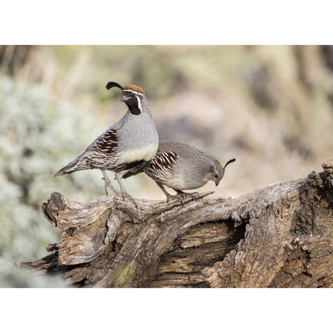 AZ, Buckeye Male and female Gambels quail Gold Ornate Wood Framed Art Print with Double Matting by Kaveney, Wendy