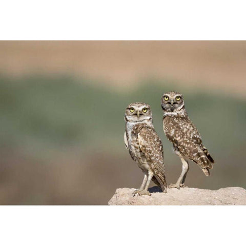 USA, Arizona, Buckeye A pair of burrowing owls Black Modern Wood Framed Art Print by Kaveney, Wendy