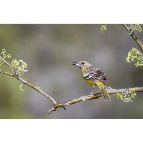 AZ, Santa Rita Mts Scotts oriole on branch Black Modern Wood Framed Art Print by Kaveney, Wendy