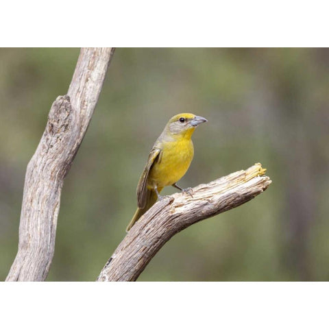 AZ, Santa Rita Mts Female hepatic tanager bird Black Modern Wood Framed Art Print by Kaveney, Wendy