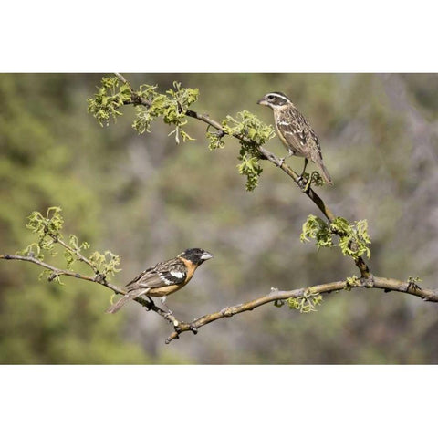 AZ, Santa Rita Mts Black-headed grosbeaks Black Modern Wood Framed Art Print by Kaveney, Wendy