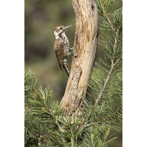 AZ, Santa Rita Mts, AZ, woodpecker on tree trunk White Modern Wood Framed Art Print by Kaveney, Wendy