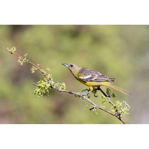 AZ, Santa Rita Mts Female Scotts oriole on tree Black Modern Wood Framed Art Print by Kaveney, Wendy