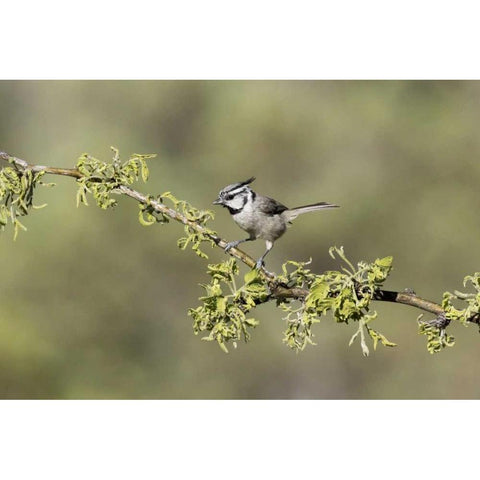 AZ, Santa Rita Mts Bridled titmouse on branch Black Modern Wood Framed Art Print by Kaveney, Wendy