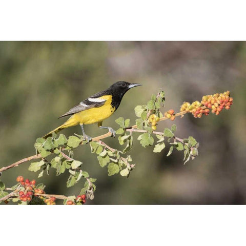 AZ, Santa Rita Mts Scotts oriole on branch Black Modern Wood Framed Art Print by Kaveney, Wendy