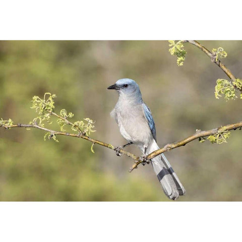 AZ, Santa Rita Mts Mexican jay perched on branch Black Modern Wood Framed Art Print by Kaveney, Wendy