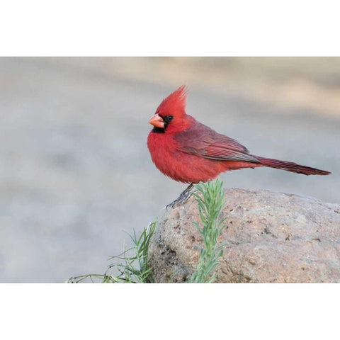 AZ, Amado Male northern cardinal perched on rock Gold Ornate Wood Framed Art Print with Double Matting by Kaveney, Wendy