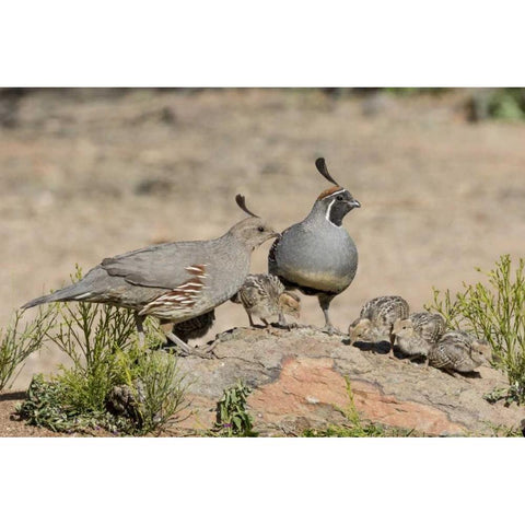 AZ, Amado Gambels quail with chicks Black Modern Wood Framed Art Print by Kaveney, Wendy