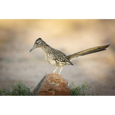 Arizona, Santa Rita Mts A greater roadrunner Black Modern Wood Framed Art Print by Kaveney, Wendy