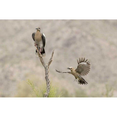 AZ White-winged Dove and gila woodpecker Black Modern Wood Framed Art Print by Kaveney, Wendy