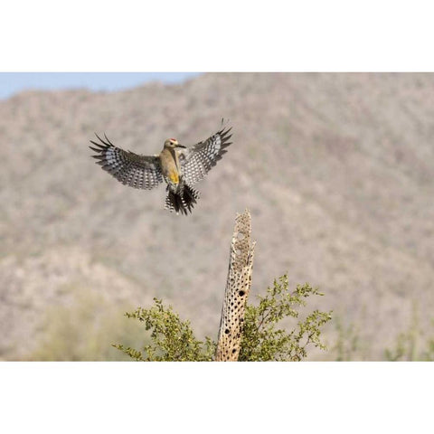 AZ, Buckeye Gila woodpecker on cholla skeleton Black Modern Wood Framed Art Print by Kaveney, Wendy