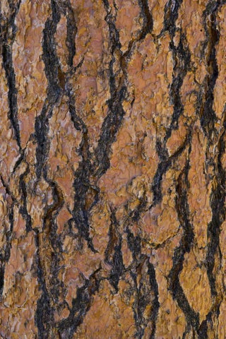 Arizona, Grand Canyon NP Ponderosa pine bark Black Ornate Wood Framed Art Print with Double Matting by Delisle, Gilles
