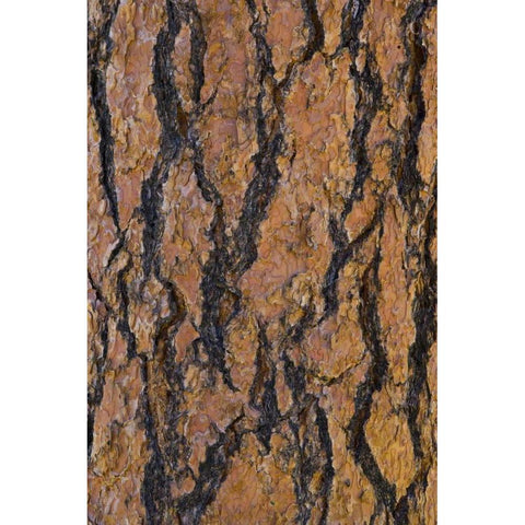 Arizona, Grand Canyon NP Ponderosa pine bark Black Modern Wood Framed Art Print by Delisle, Gilles