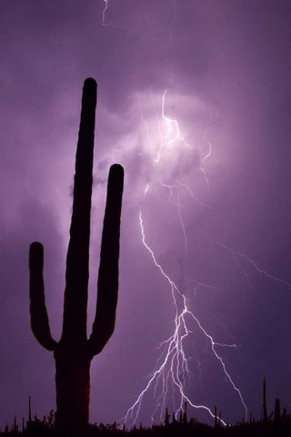 Arizona Saguaro cactus and lightning White Modern Wood Framed Art Print with Double Matting by Zuckerman, Jim