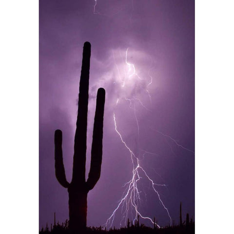 Arizona Saguaro cactus and lightning Black Modern Wood Framed Art Print by Zuckerman, Jim