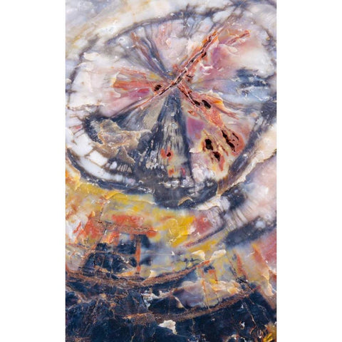 Arizona, Petrified Forest Petrified wood detail Gold Ornate Wood Framed Art Print with Double Matting by Delisle, Gilles