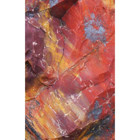 Arizona, Petrified Forest Petrified wood detail Black Modern Wood Framed Art Print by Delisle, Gilles