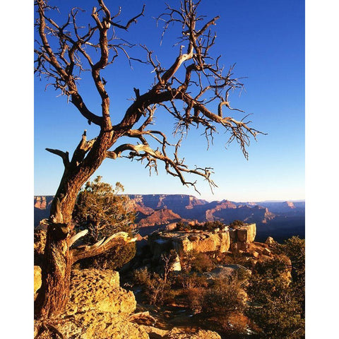Arizona-Grand Canyon National Park South Rim of canyon  Black Modern Wood Framed Art Print with Double Matting by Jaynes Gallery