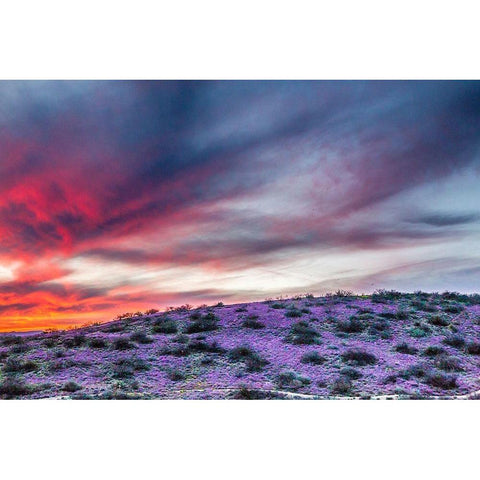 Arizona-Globe-Round Mountain Park-Sunset on desert super bloom Black Modern Wood Framed Art Print with Double Matting by Jaynes Gallery