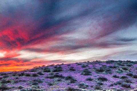 Arizona-Globe-Round Mountain Park-Sunset on desert super bloom White Modern Wood Framed Art Print with Double Matting by Jaynes Gallery