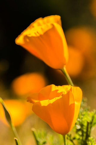Arizona-Peridot Mesa California poppies in bloom White Modern Wood Framed Art Print with Double Matting by Jaynes Gallery