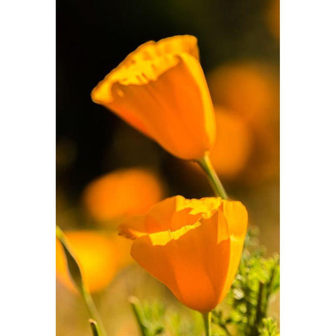 Arizona-Peridot Mesa California poppies in bloom Black Modern Wood Framed Art Print by Jaynes Gallery