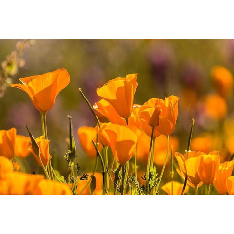 Arizona-Peridot Mesa California poppies in bloom Gold Ornate Wood Framed Art Print with Double Matting by Jaynes Gallery