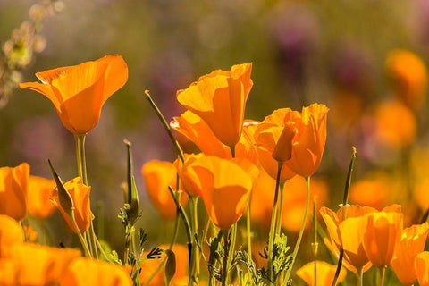 Arizona-Peridot Mesa California poppies in bloom Black Ornate Wood Framed Art Print with Double Matting by Jaynes Gallery