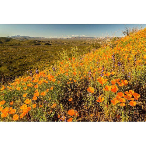 Arizona-Peridot Mesa California poppies in bloom Black Modern Wood Framed Art Print with Double Matting by Jaynes Gallery