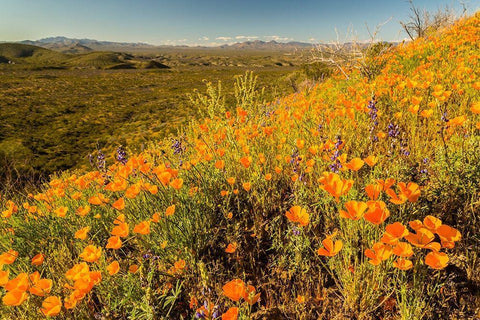 Arizona-Peridot Mesa California poppies in bloom Black Ornate Wood Framed Art Print with Double Matting by Jaynes Gallery