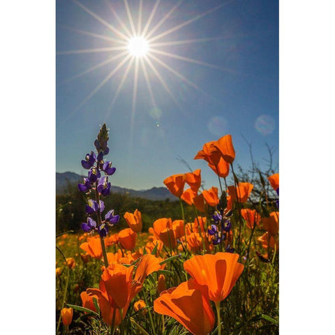 Arizona-Peridot Mesa California poppies and lupine in bloom Black Modern Wood Framed Art Print with Double Matting by Jaynes Gallery
