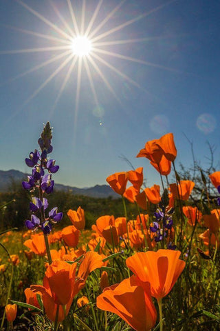 Arizona-Peridot Mesa California poppies and lupine in bloom Black Ornate Wood Framed Art Print with Double Matting by Jaynes Gallery