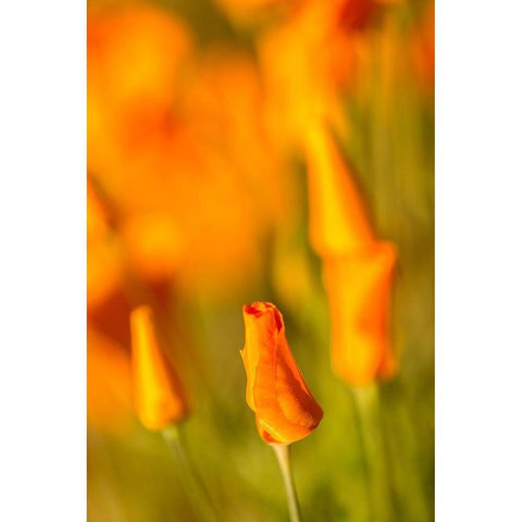 Arizona-Peridot Mesa California poppies in bloom Black Modern Wood Framed Art Print by Jaynes Gallery