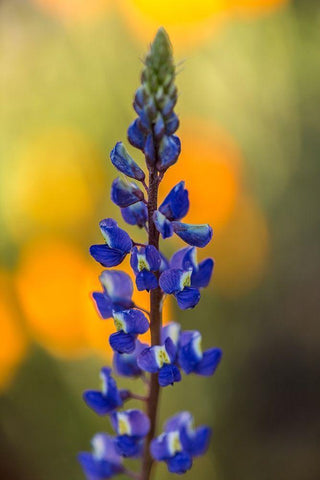 Arizona-Peridot Mesa Lupine blossom close-up White Modern Wood Framed Art Print with Double Matting by Jaynes Gallery
