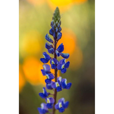 Arizona-Peridot Mesa Lupine blossom close-up Black Modern Wood Framed Art Print with Double Matting by Jaynes Gallery