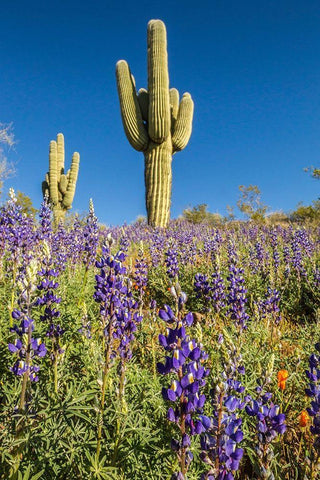 Arizona-Peridot Mesa Saguaro cactus and lupine flowers White Modern Wood Framed Art Print with Double Matting by Jaynes Gallery