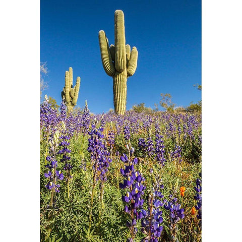 Arizona-Peridot Mesa Saguaro cactus and lupine flowers White Modern Wood Framed Art Print by Jaynes Gallery