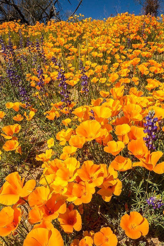 Arizona-Peridot Mesa California poppies in bloom Black Ornate Wood Framed Art Print with Double Matting by Jaynes Gallery