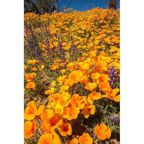 Arizona-Peridot Mesa California poppies in bloom Black Modern Wood Framed Art Print by Jaynes Gallery