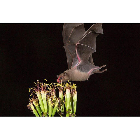 Arizona-Santa Cruz County Bat feeds on yucca nectar  Black Modern Wood Framed Art Print with Double Matting by Jaynes Gallery