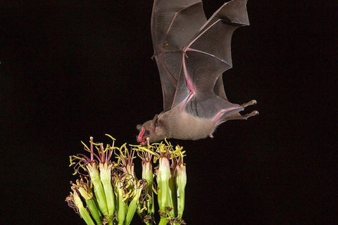 Arizona-Santa Cruz County Bat feeds on yucca nectar  Black Ornate Wood Framed Art Print with Double Matting by Jaynes Gallery