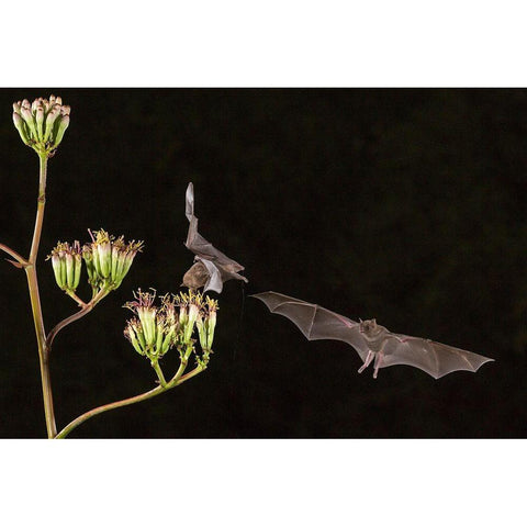 Arizona-Santa Cruz County Bats feed on yucca nectar  Black Modern Wood Framed Art Print with Double Matting by Jaynes Gallery